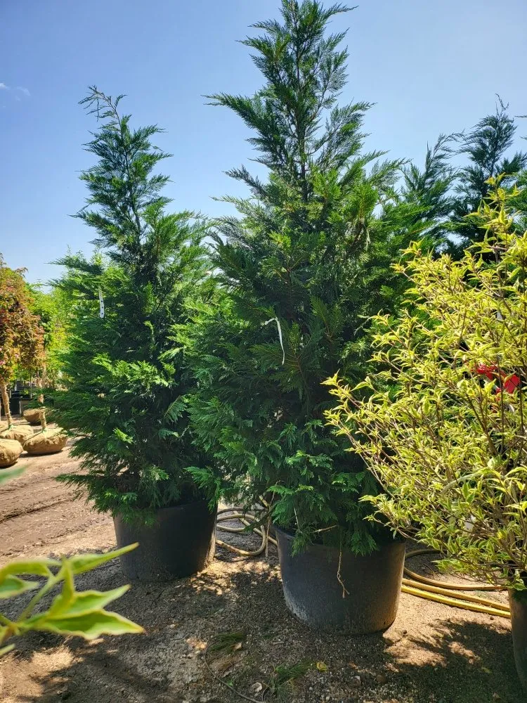 Affordable yard maintenance near you across Uniondale, NY - Islas Landscaping & Masonry