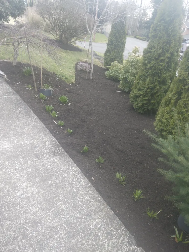 Professional yard cleanup service experts serving Renton, WA - Ismael Landscaping