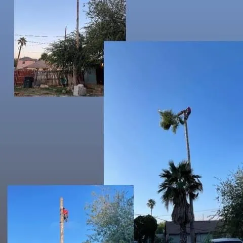 Affordable outdoor landscaping in Laredo, TX by Ismael Tree Service