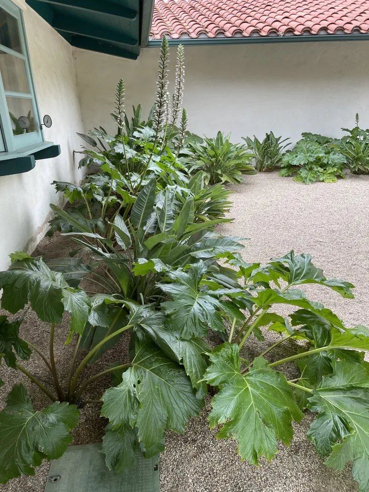 Professional garden landscaping in Oxnard, CA - Israel gardening