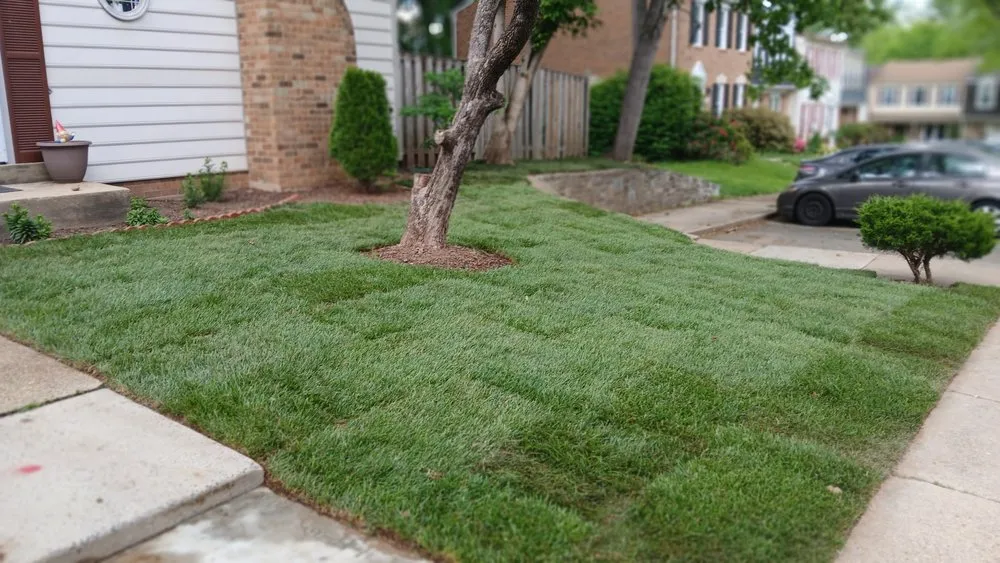 Reliable garden landscaping in Hyattsville, MD - Israel Hernandez