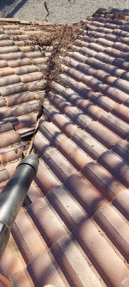 Top-rated landscaping services near you across Sacramento, CA - Israel Jiménez