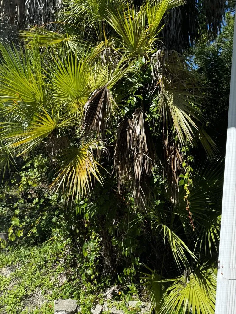 Reliable yard maintenance in Sarasota, FL by Israel Landscaping Design & Irrigation