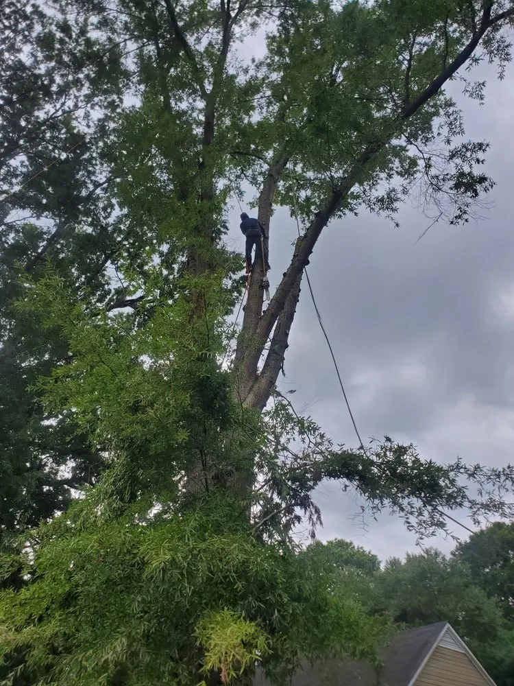 Local yard cleanup service experts serving Gastonia, NC - Israel trees