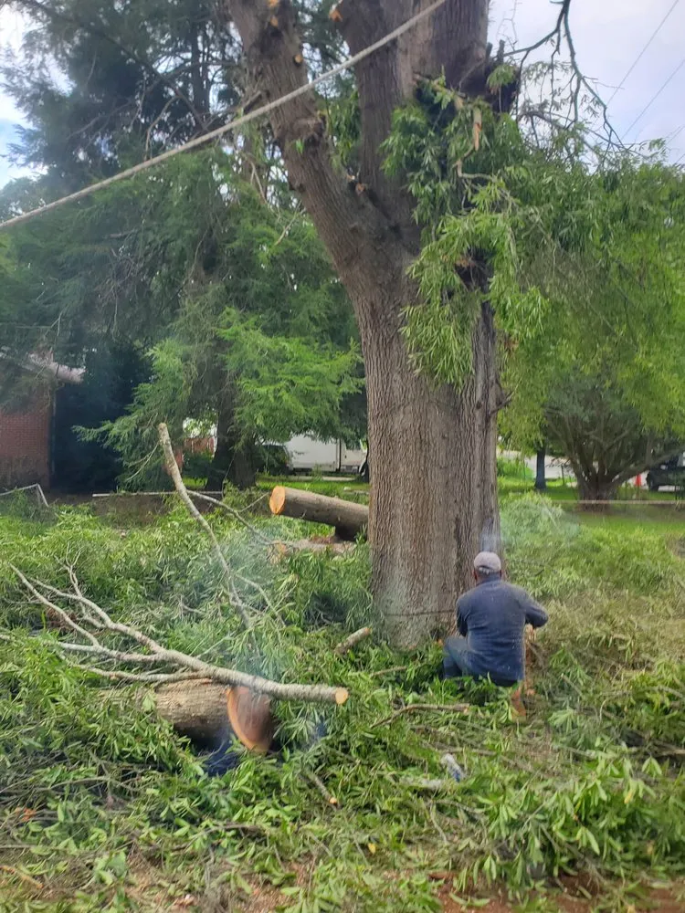 Custom residential landscaping in Gastonia, NC - Israel trees