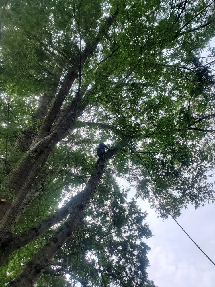 Trusted landscape design for year-round maintenance in Gastonia, NC by Israel trees