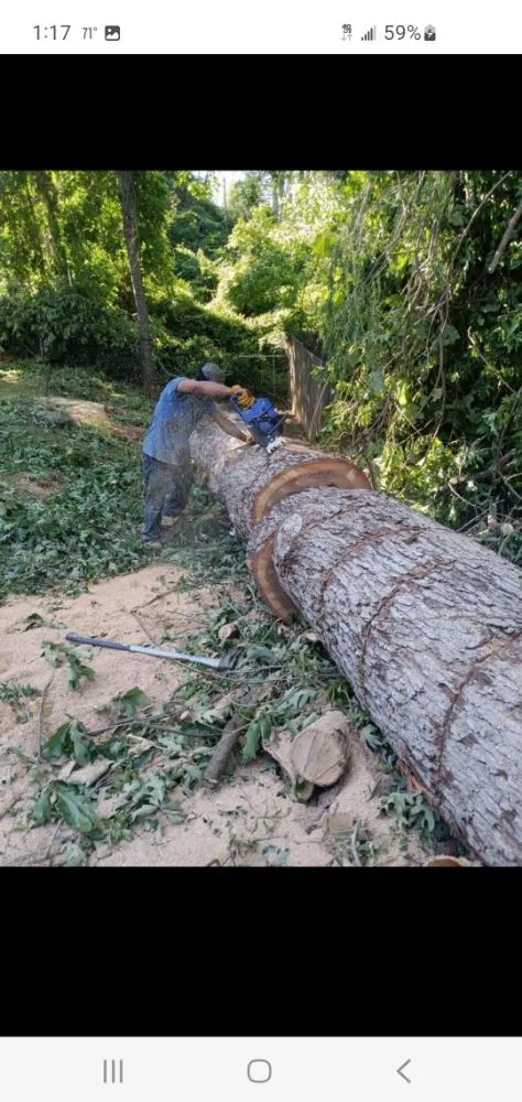 Expert garden landscaping in Gastonia, NC - Israel trees