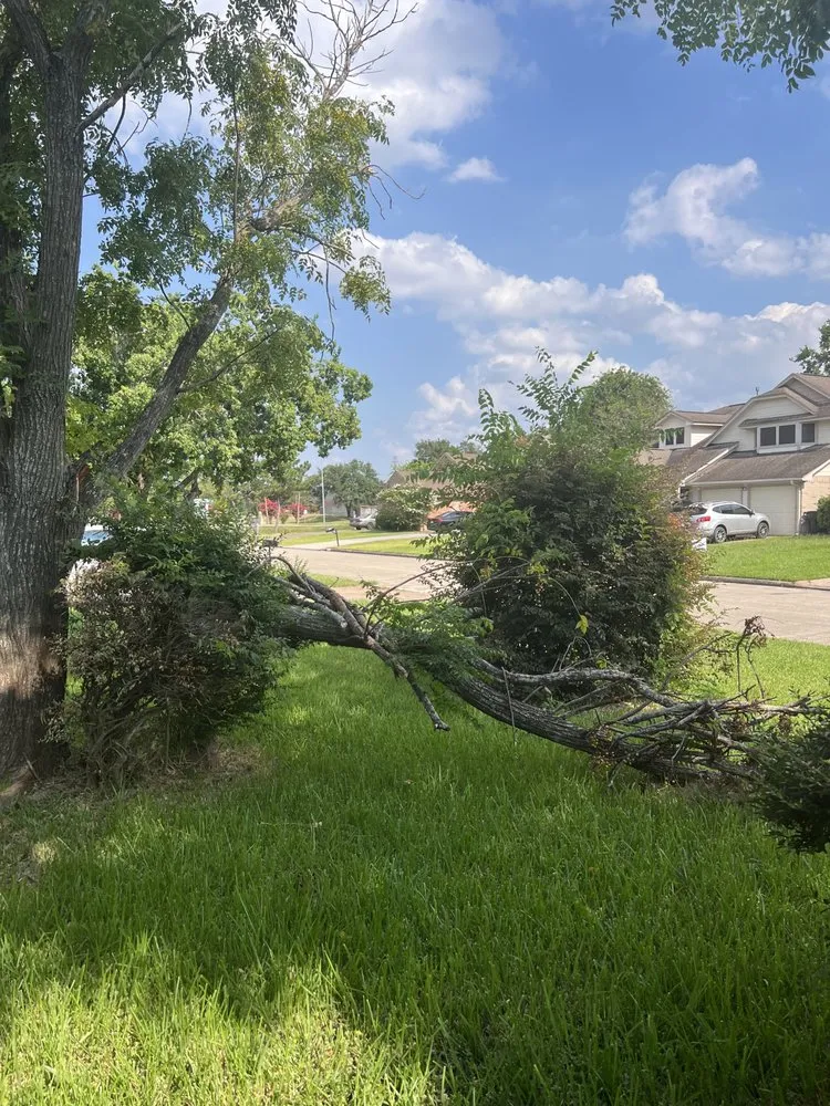 Reliable yard cleanup service in Houston, TX by Israel’s Maintenance Crew