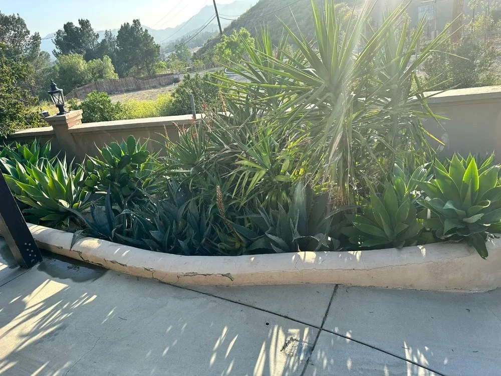 Expert yard cleanup service for beautiful yards in Bakersfield, CA by Israel's Service