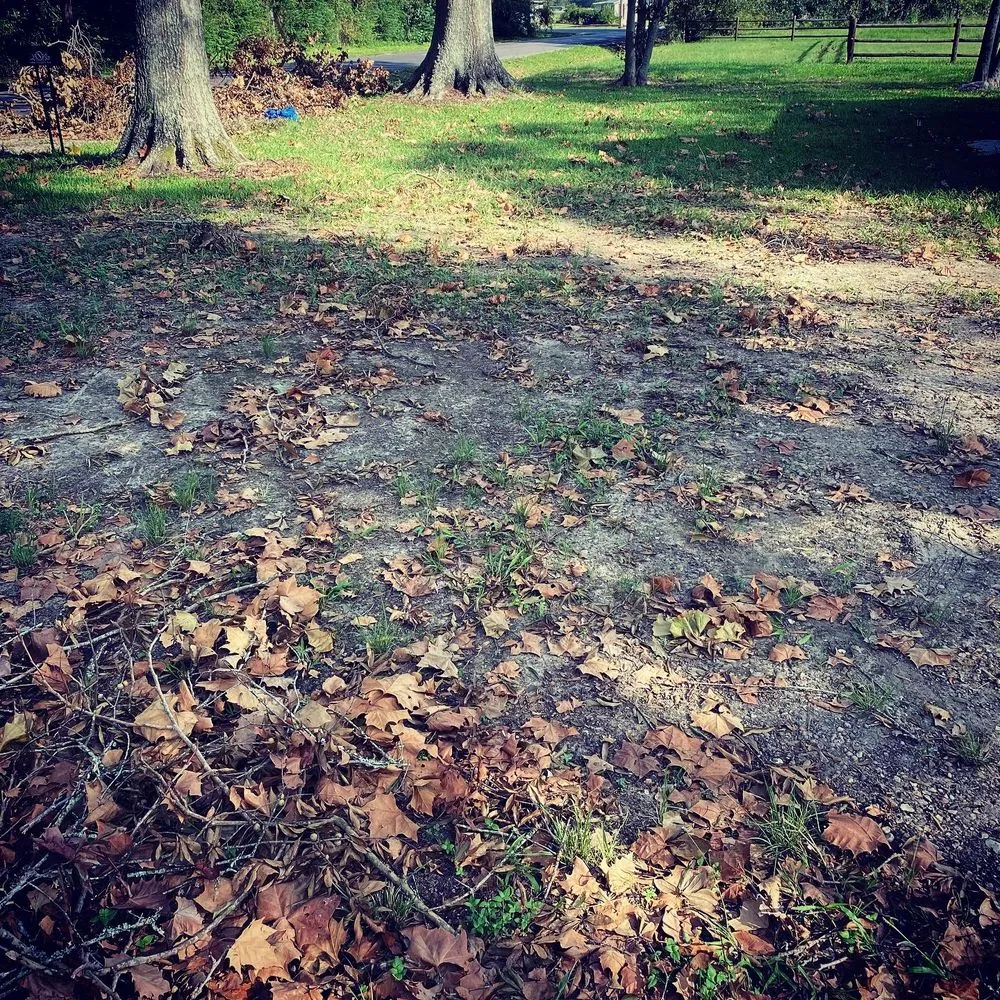 Custom residential landscaping experts serving Church Point, LA - Istre Lawn Care