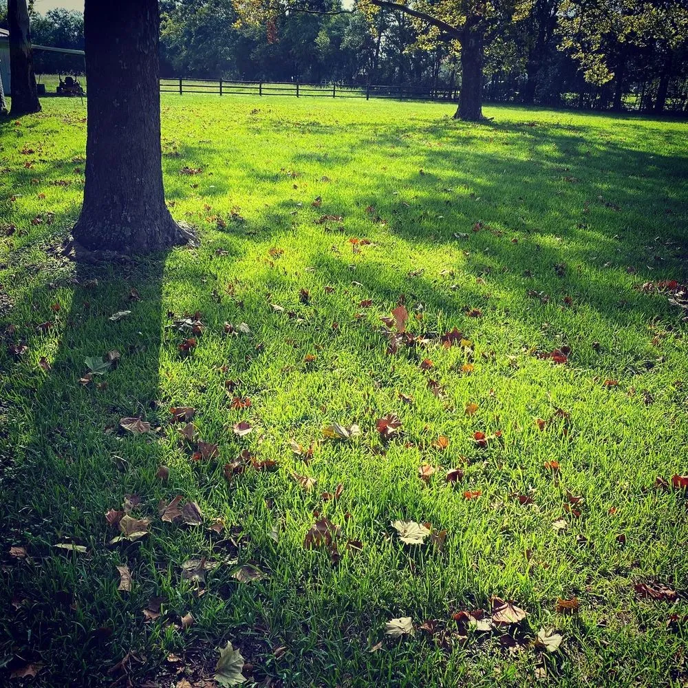 Top-rated landscape design in Church Point, LA by Istre Lawn Care