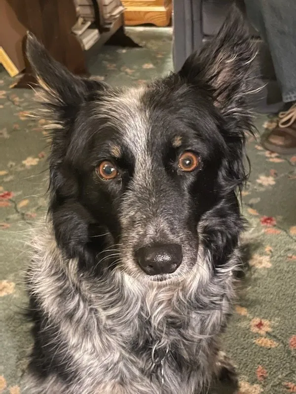 Reliable yard cleanup service in Hamilton, OH - It Is Well Lawn and Home