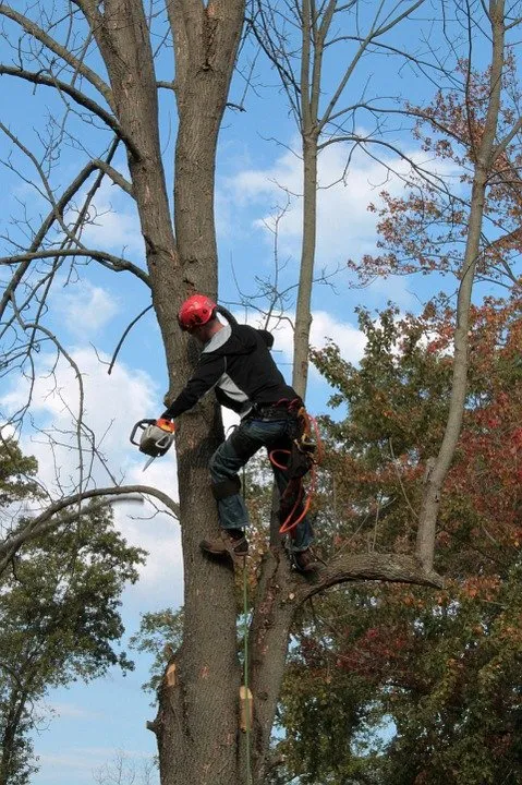 Professional lawn care service for outdoor upgrades in Bluff City, TN by It Is What It Is Tree Service