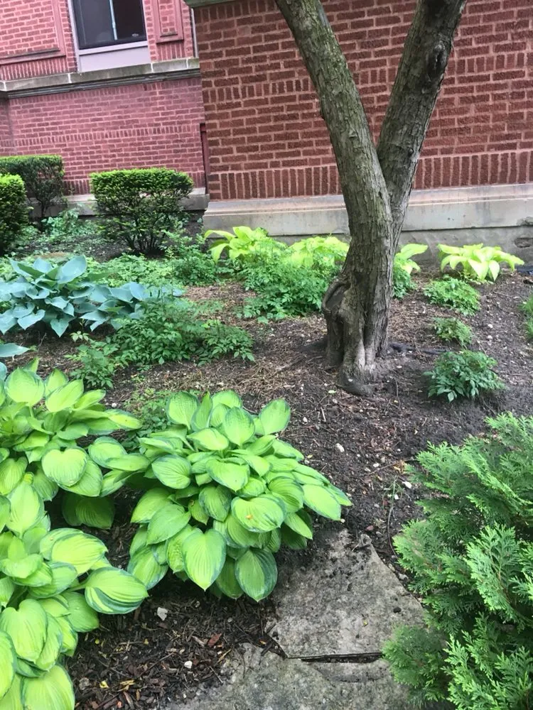 Expert lawn care service in Chicago, IL by Italian Gardens Landscaping