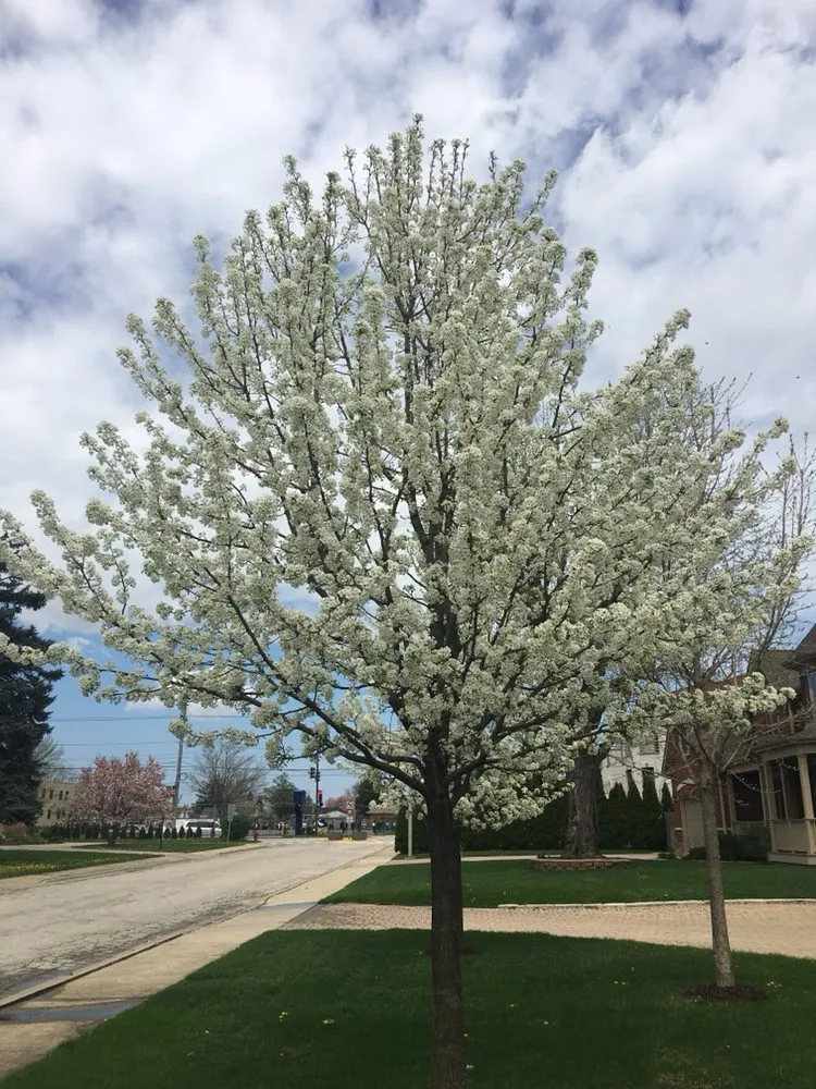 Professional lawn care service for residential properties in Chicago, IL by Italian Gardens Landscaping