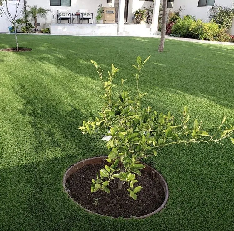 Top-rated lawn care service in Van Nuys, CA by Italuce Construction & Development