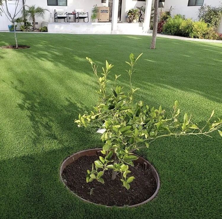 Custom lawn care service in Van Nuys, CA - Italuce Construction & Development