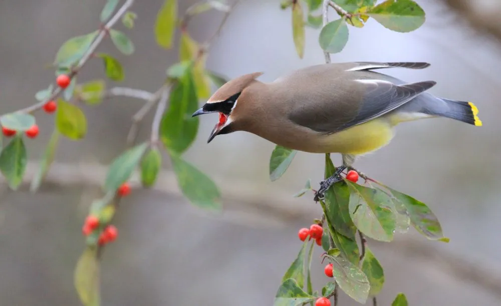 Custom yard cleanup service in Georgetown, TX by It’s Your Nature