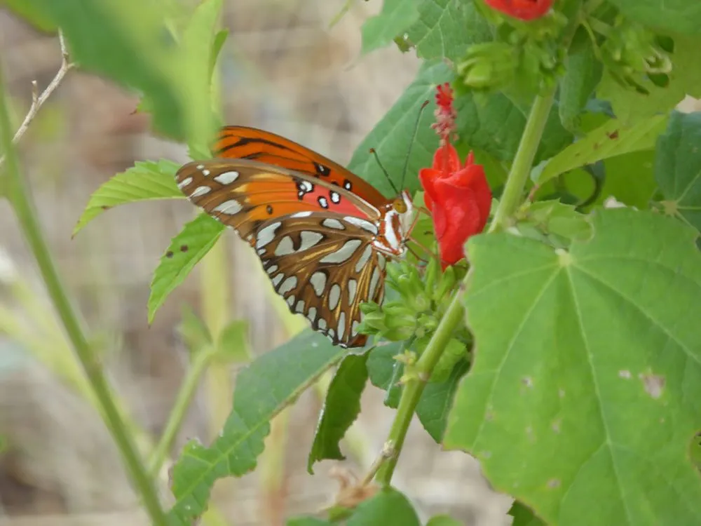 Reliable outdoor landscaping for residential properties in Georgetown, TX by It’s Your Nature