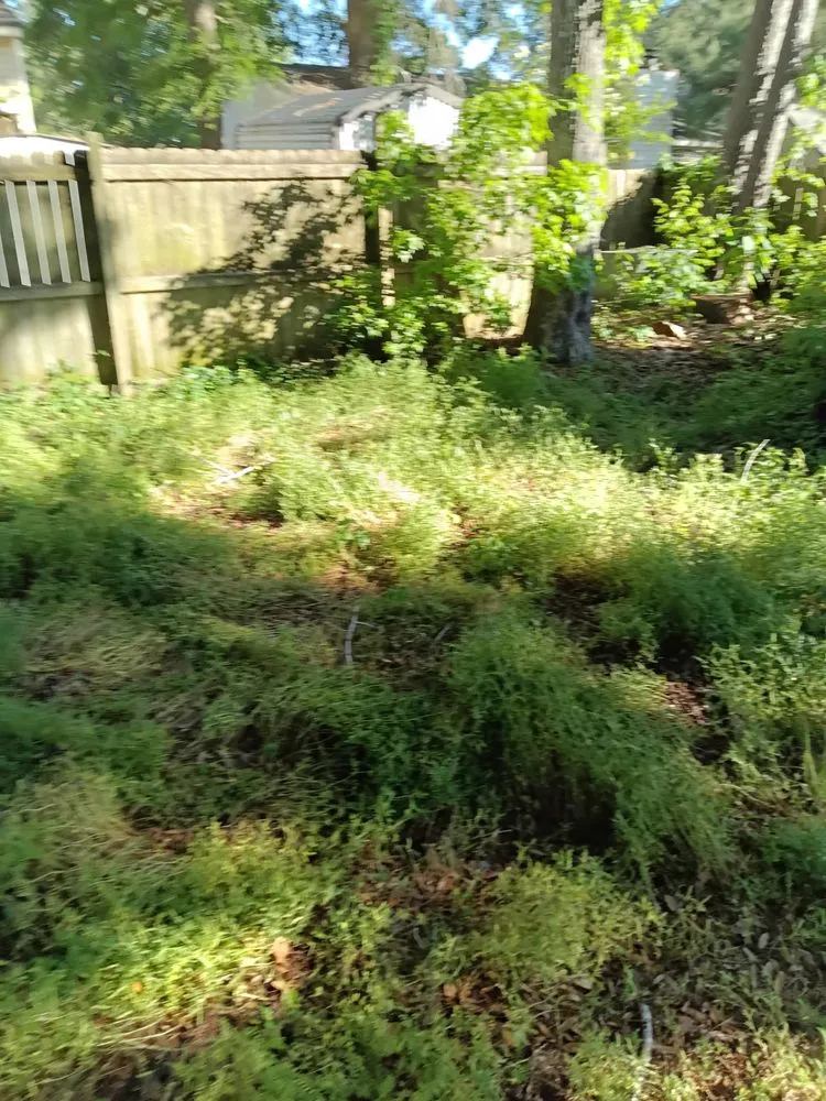 Affordable landscape installation for beautiful yards across Summerville, SC - Ivan & Sons