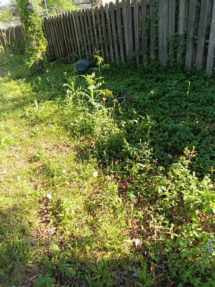 Trusted lawn mowing service for residential properties across Summerville, SC - Ivan & Sons