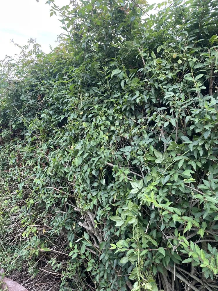 Affordable garden landscaping in Sequim, WA - Ivan Art Landscaping