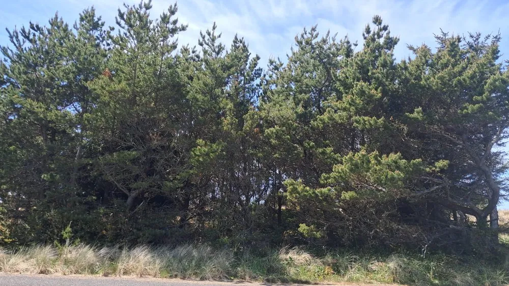 Local residential landscaping for year-round maintenance in Shelton, WA by Ivan Landscaping