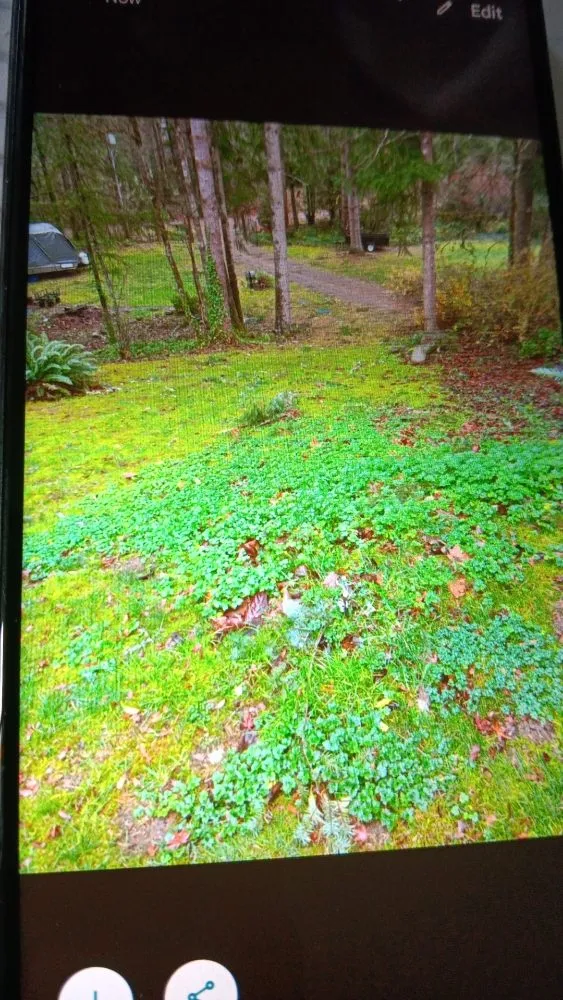 Professional landscape design in Shelton, WA - Ivan Landscaping