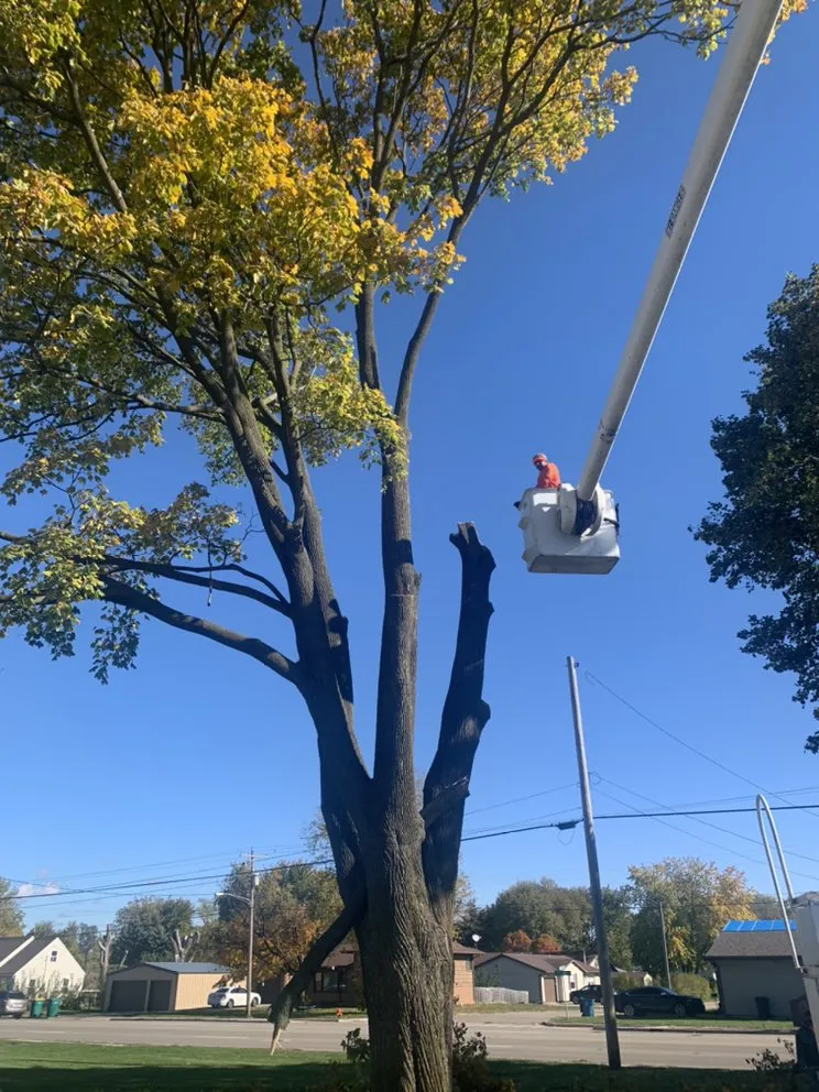 Reliable landscaping services for homes in LaSalle, IL by Ivan's and Jr's Landscaping & Tree Service