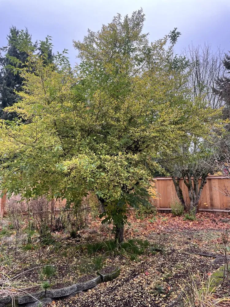 Affordable landscaping services in Snohomish, WA by Ivan's Landscape & Construction