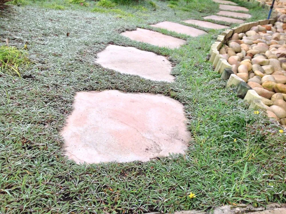 Custom yard maintenance in Orange, CA by Ivan's Lawn Solution