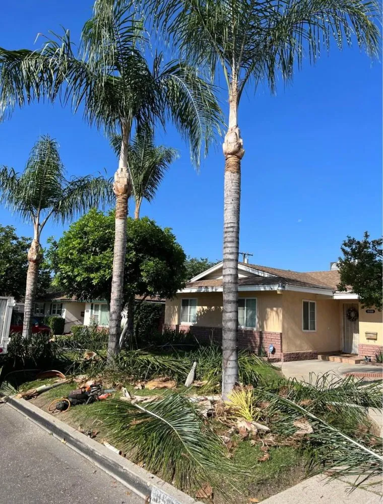 Professional landscape installation in Orange, CA - Ivan's Lawn Solution