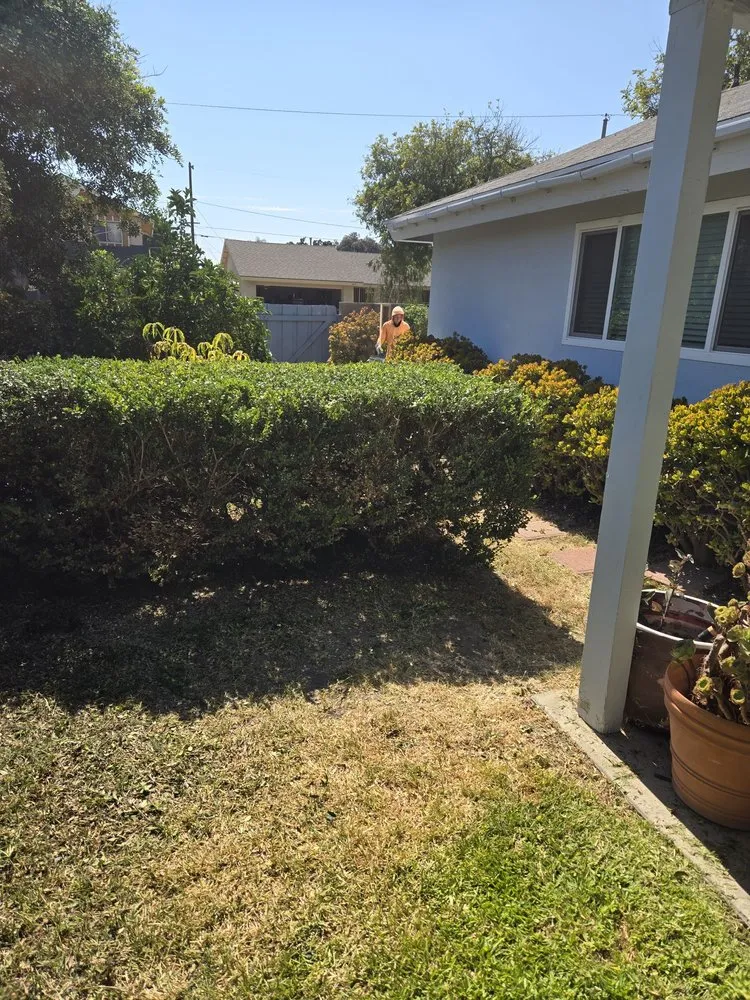 Trusted yard maintenance experts serving Orange, CA - Ivan's Lawn Solution