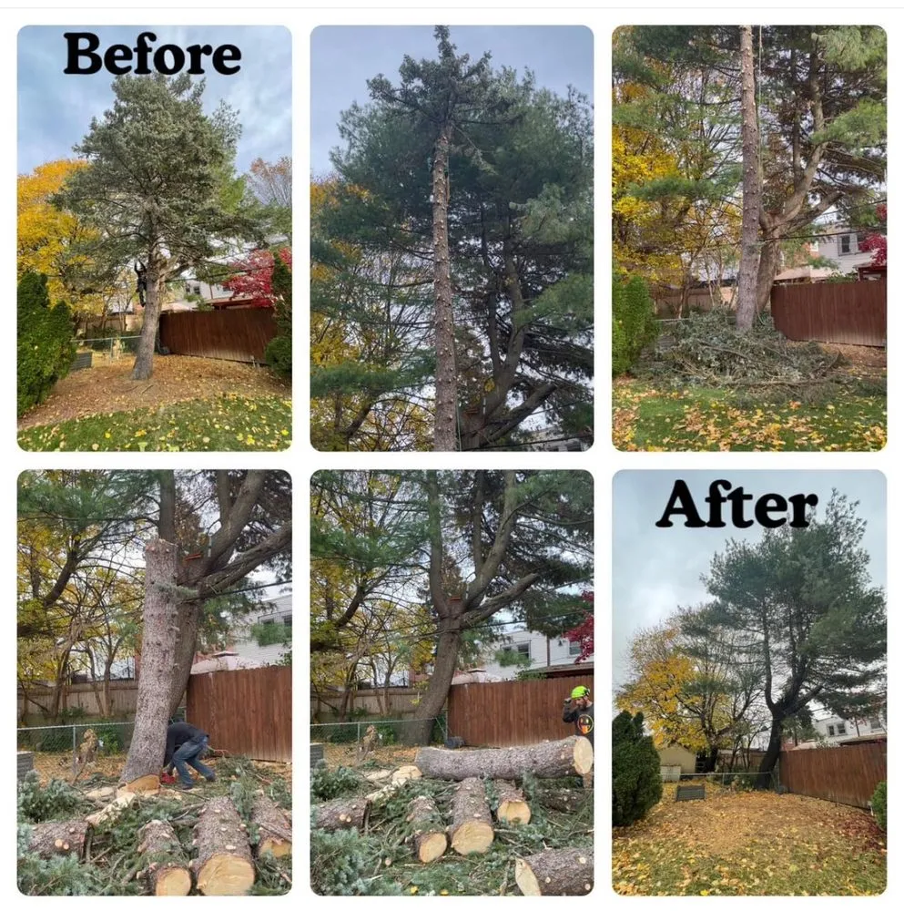 Local lawn care service experts serving Philadelphia, PA - IVI Tree Service
