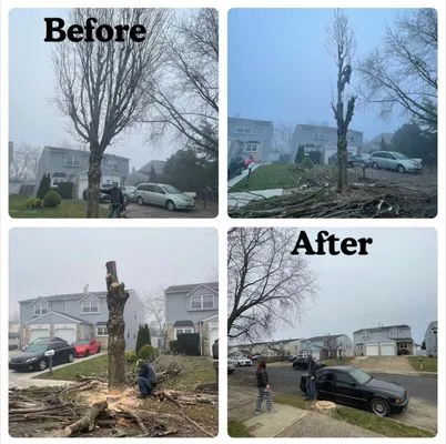 IVI Tree Service Logo