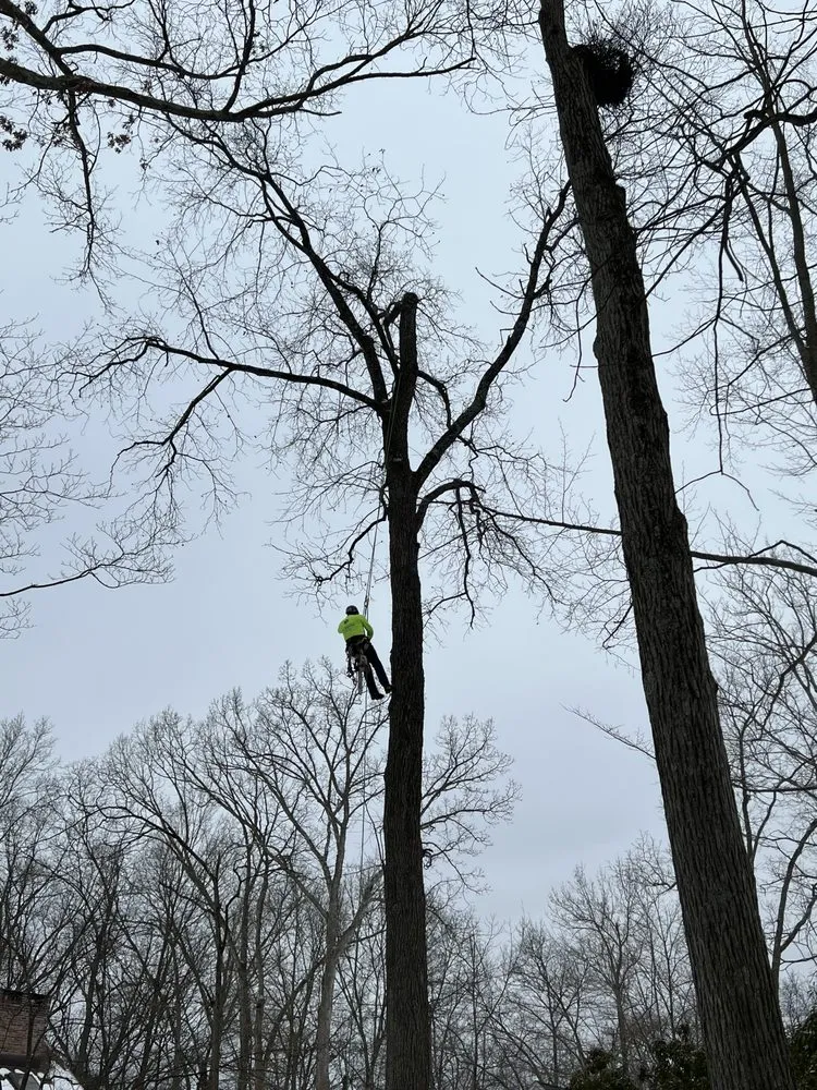 Local lawn care service in Mount Kisco, NY by Ivs Tree Service And Landscaping