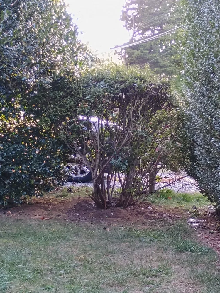 Custom yard cleanup service in Mount Kisco, NY - Ivs Tree Service And Landscaping