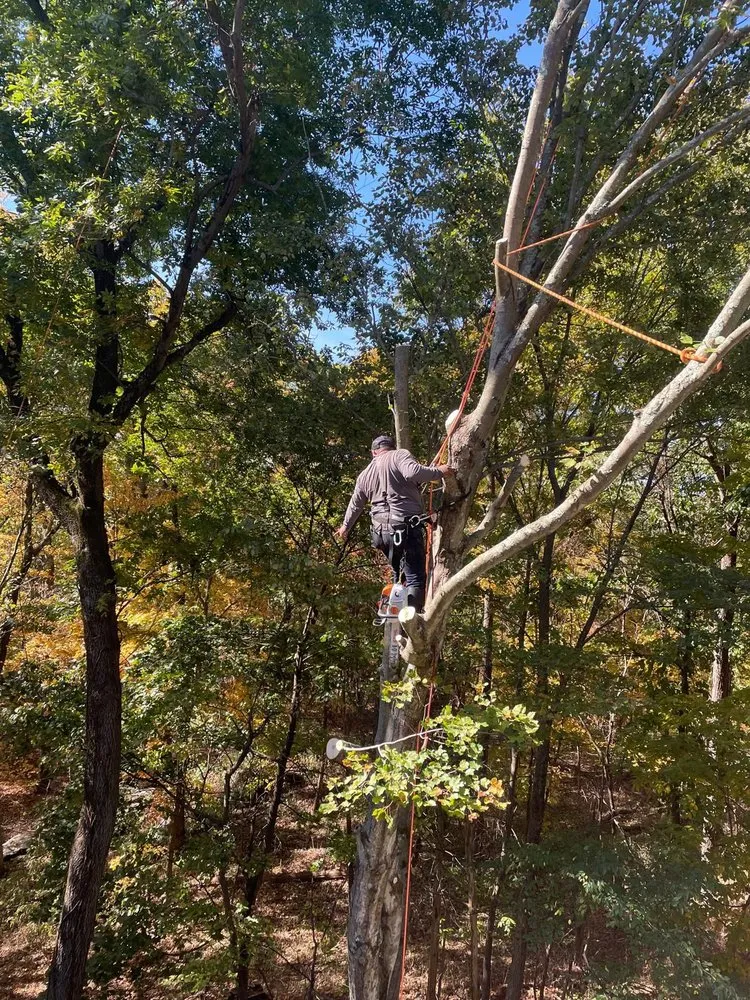 Reliable residential landscaping in Mount Kisco, NY - Ivs Tree Service And Landscaping