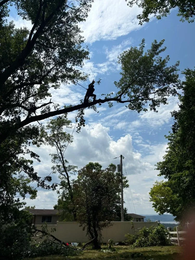 Trusted landscaping services in Mount Kisco, NY - Ivs Tree Service And Landscaping