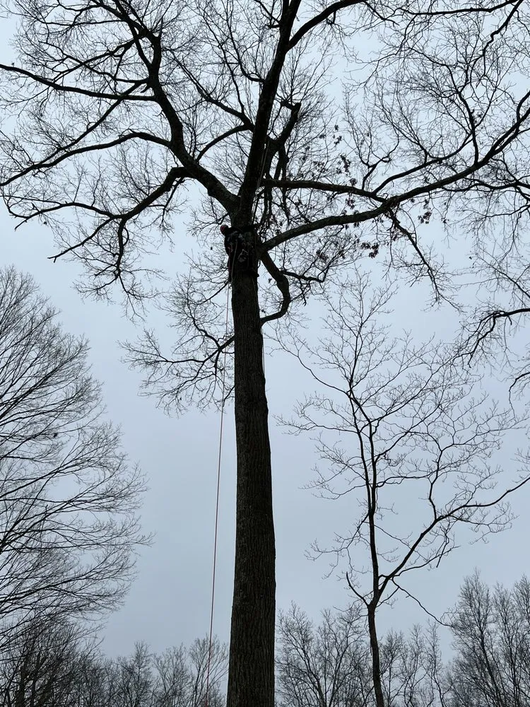 Top-rated outdoor landscaping in Mount Kisco, NY - Ivs Tree Service And Landscaping