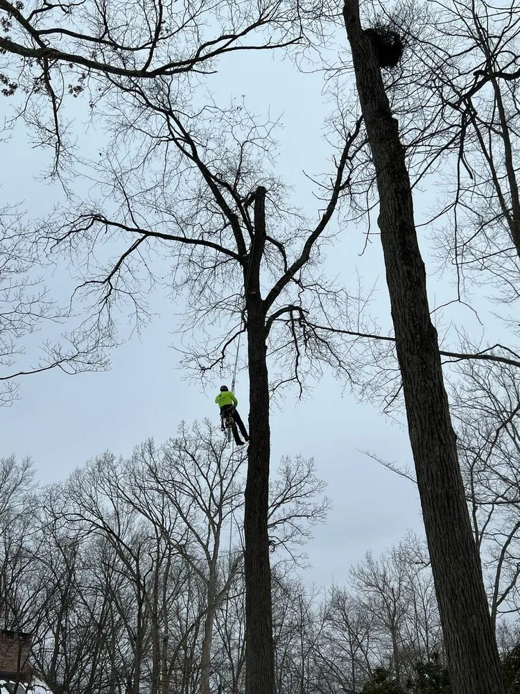 Local lawn care service in Mount Kisco, NY by Ivs Tree Service And Landscaping