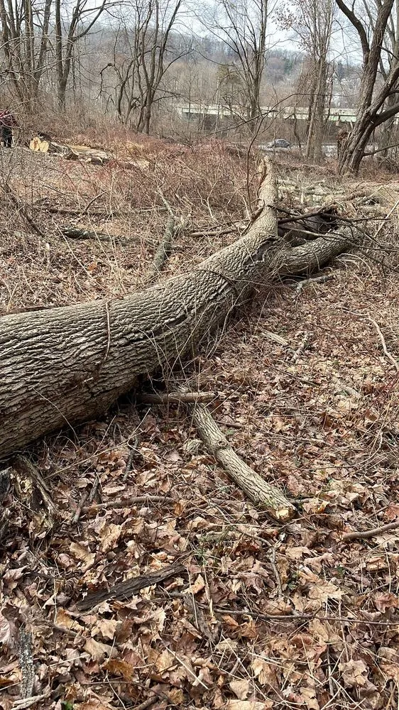 Reliable lawn mowing service for homes across Mount Kisco, NY - Ivs Tree Service And Landscaping