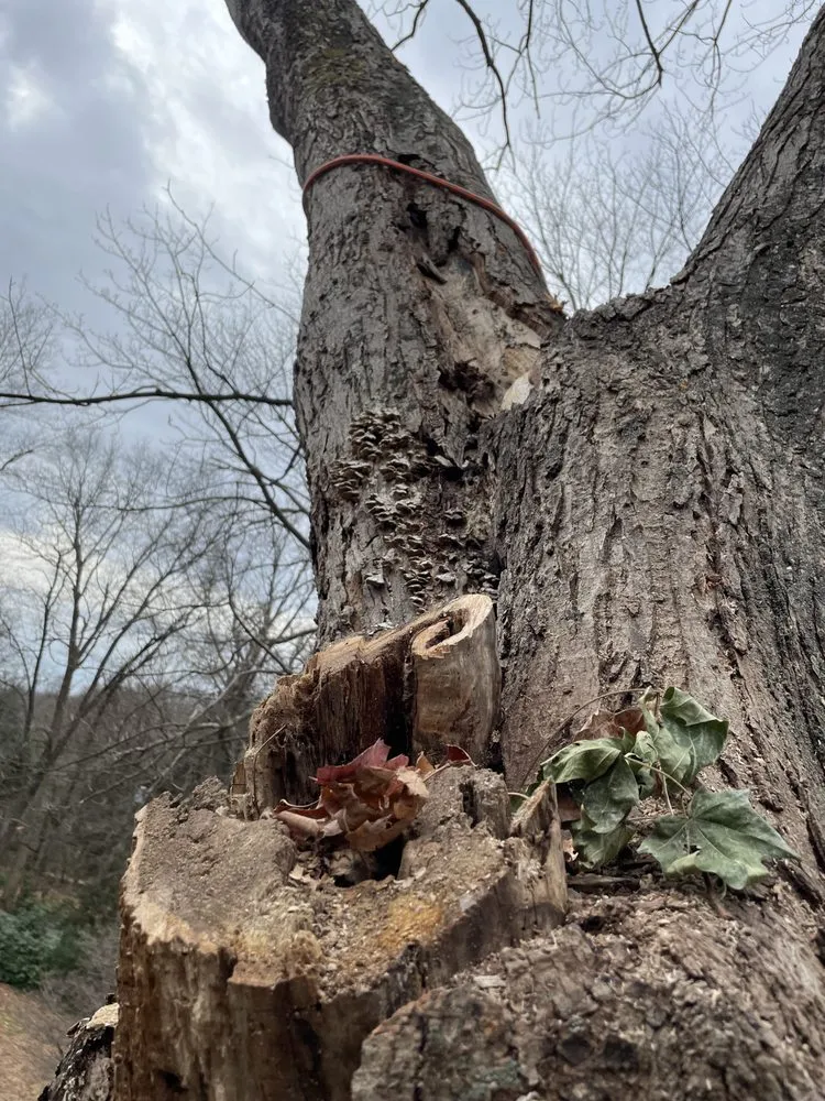 Affordable lawn mowing service in Mount Kisco, NY - Ivs Tree Service And Landscaping