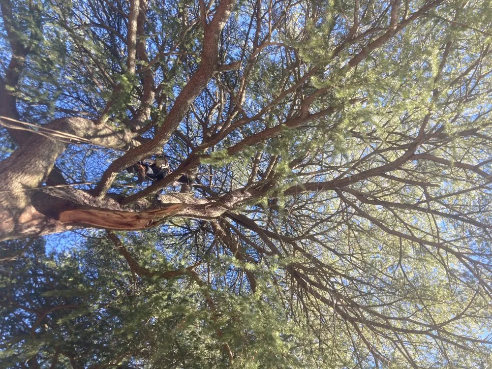 Reliable lawn mowing service for year-round maintenance in Richmond, VA by Ivy Gone