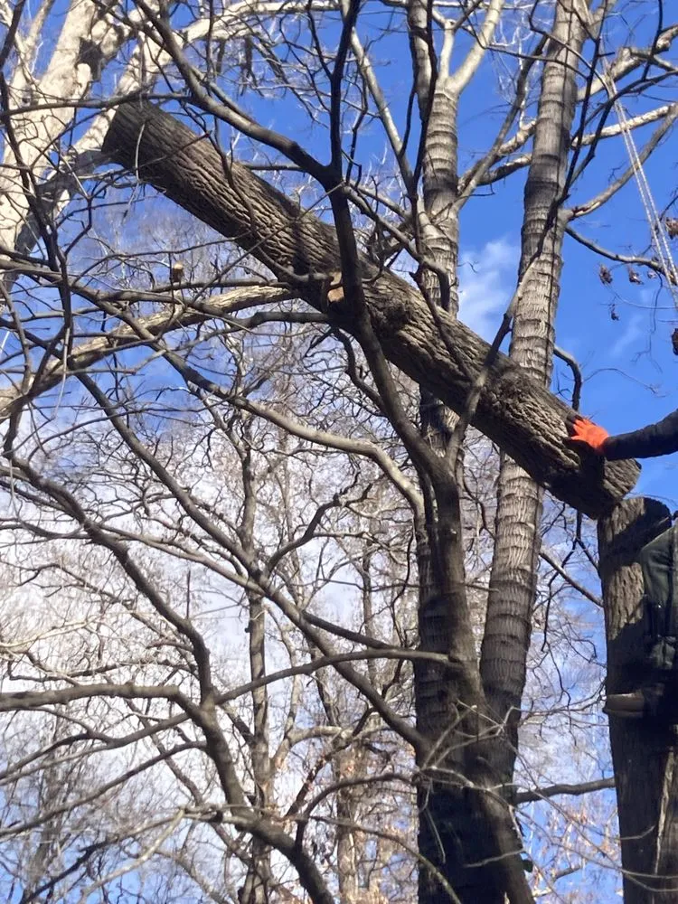 Top-rated lawn mowing service for residential properties across Richmond, VA - Ivy Gone