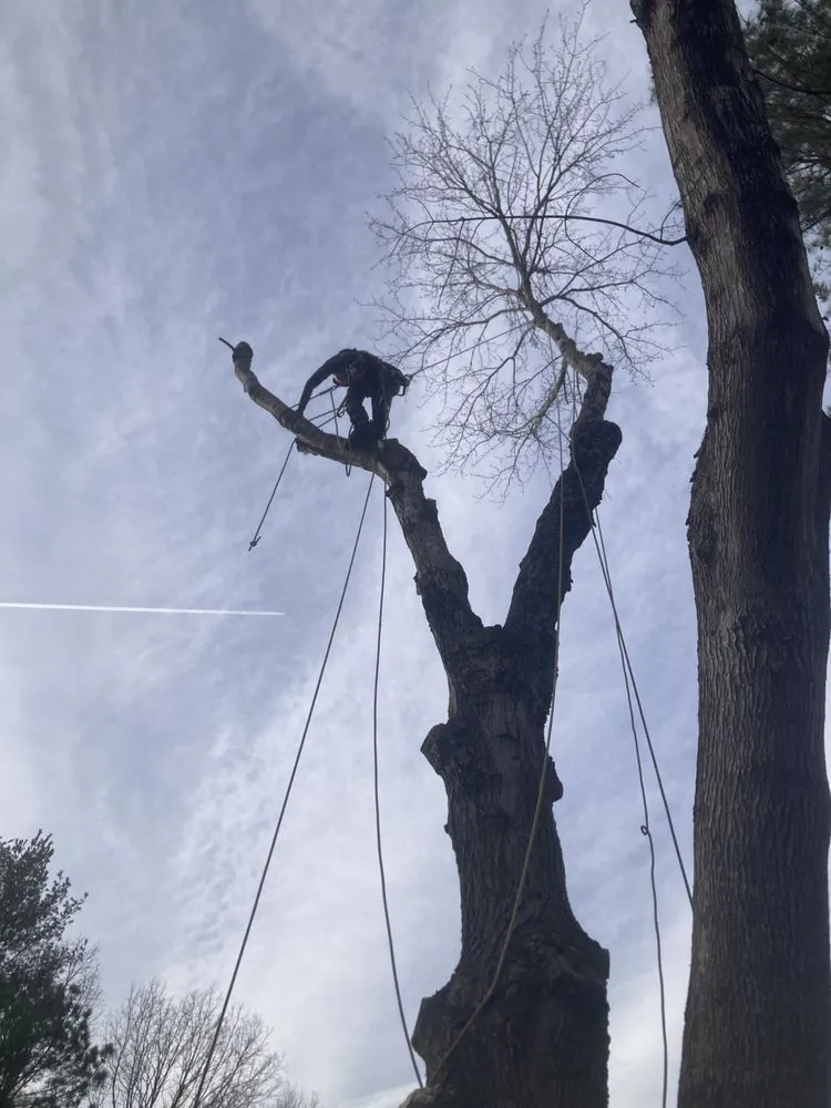 Affordable yard cleanup service experts serving Richmond, VA - Ivy Gone