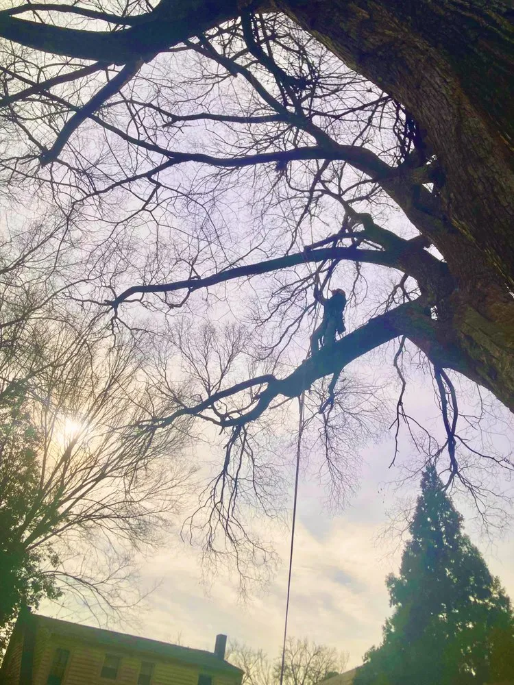 Trusted yard maintenance for beautiful yards across Richmond, VA - Ivy Gone