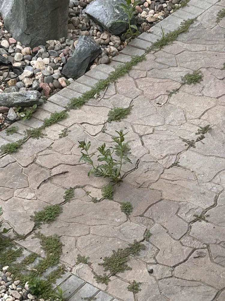 Professional lawn care service in Coon Rapids, MN by Ivy Landscape By Design