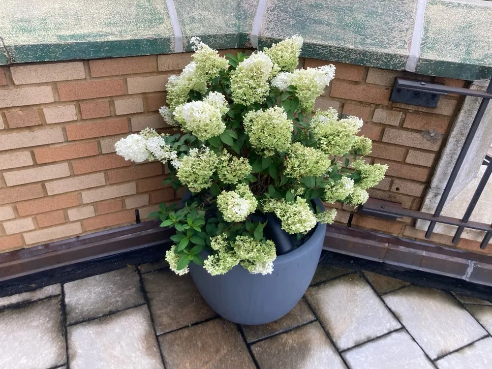 Affordable landscape design in Brooklyn, NY by Ivy League