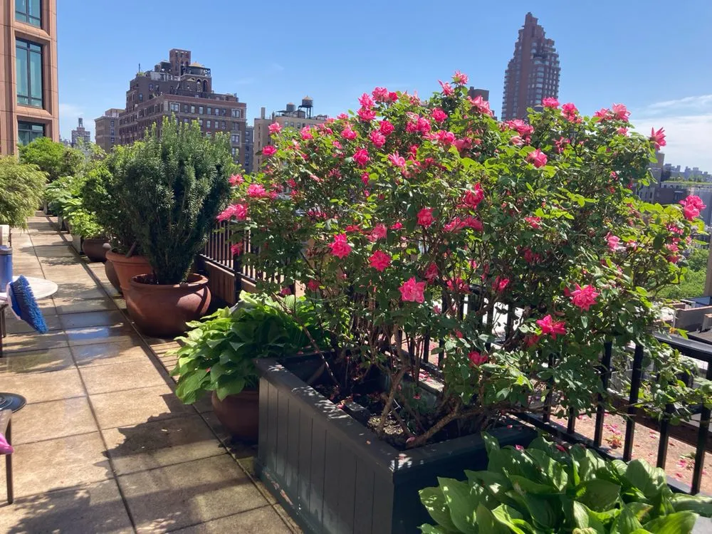 Professional lawn mowing service near you in Brooklyn, NY by Ivy League